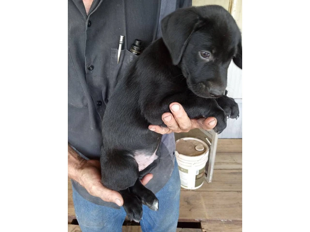 5 Aussiedor puppies for sale - 3/9