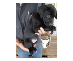 5 Aussiedor puppies for sale - 3