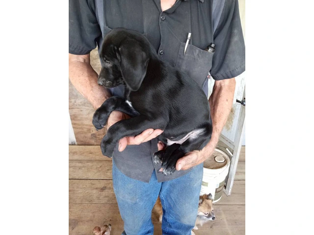 5 Aussiedor puppies for sale - 4/9