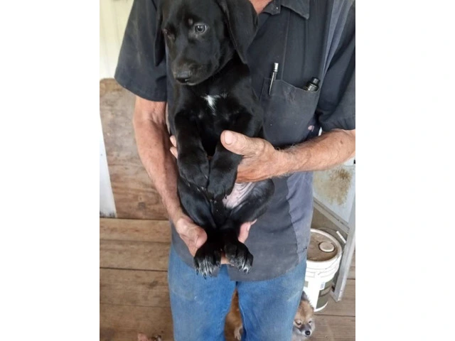 5 Aussiedor puppies for sale - 5/9
