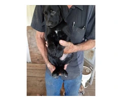 5 Aussiedor puppies for sale - 5
