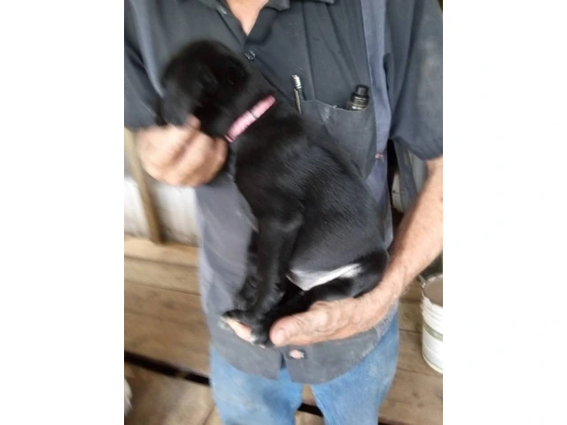 5 Aussiedor puppies for sale - 8/9
