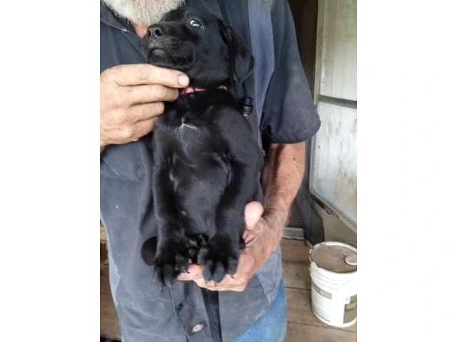 5 Aussiedor puppies for sale - 9/9