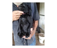 5 Aussiedor puppies for sale - 9