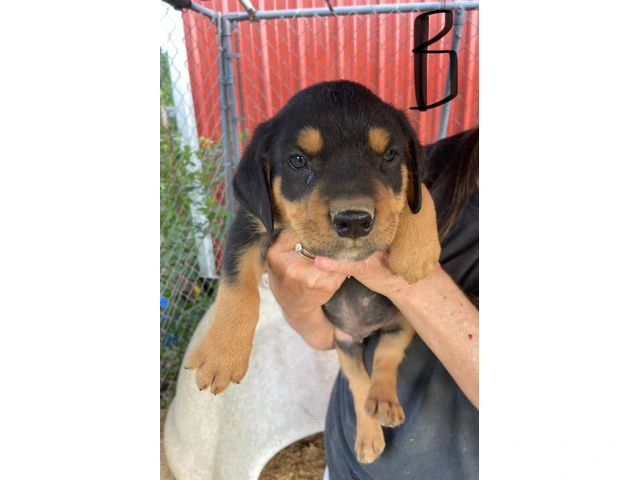 5 Pitbull Rottweiler puppies available - 1/5