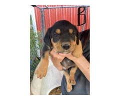 5 Pitbull Rottweiler puppies available