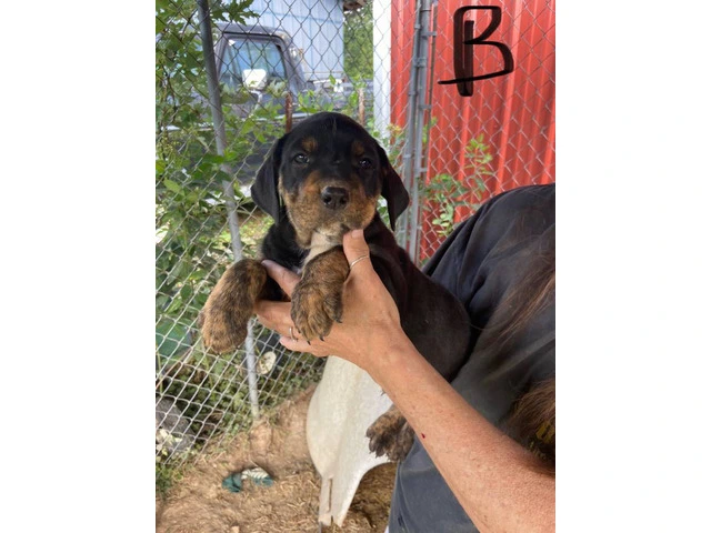 5 Pitbull Rottweiler puppies available - 2/5