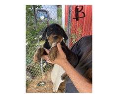 5 Pitbull Rottweiler puppies available - 2