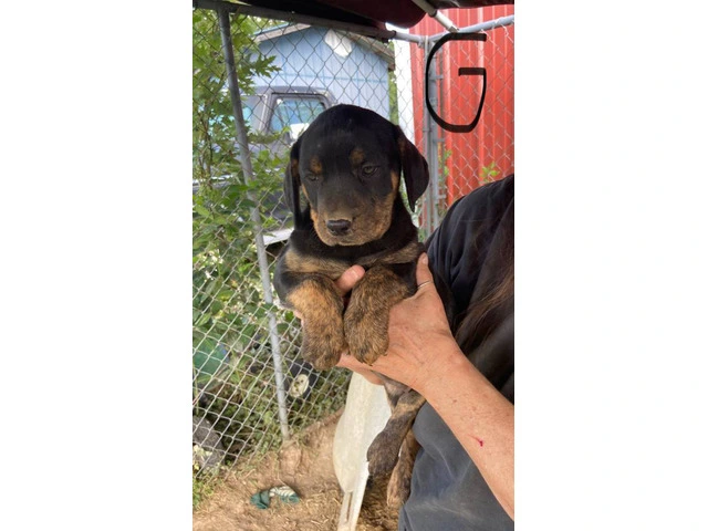 5 Pitbull Rottweiler puppies available - 3/5