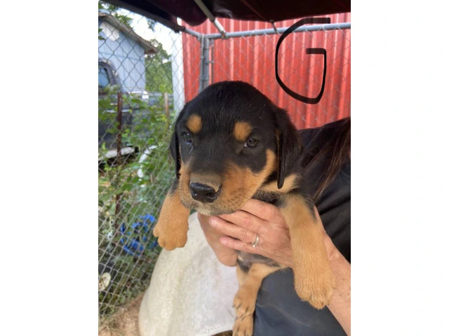 5 Pitbull Rottweiler puppies available - 5/5