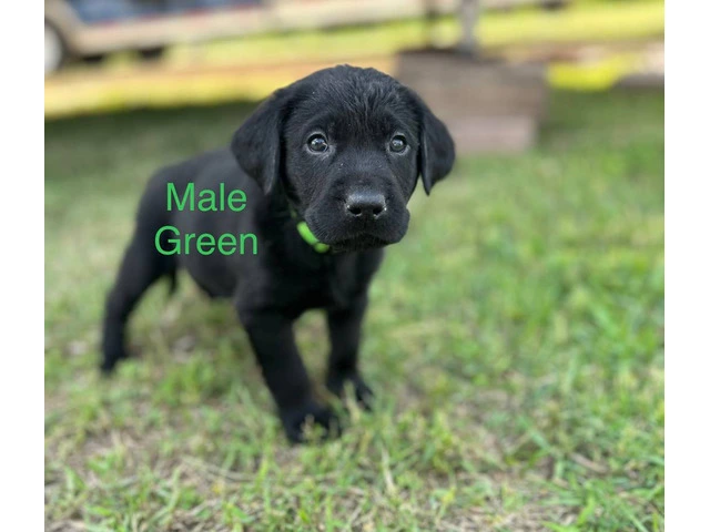 Black Lab Puppies Looking For Homes: Papers, Champion Lineage, and Loving Parents - 1/6
