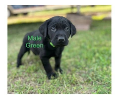 Black Lab Puppies Looking For Homes: Papers, Champion Lineage, and Loving Parents