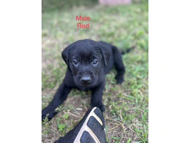 Black Lab Puppies Looking For Homes: Papers, Champion Lineage, and Loving Parents - 2/6