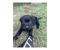 Black Lab Puppies Looking For Homes: Papers, Champion Lineage, and Loving Parents - 2