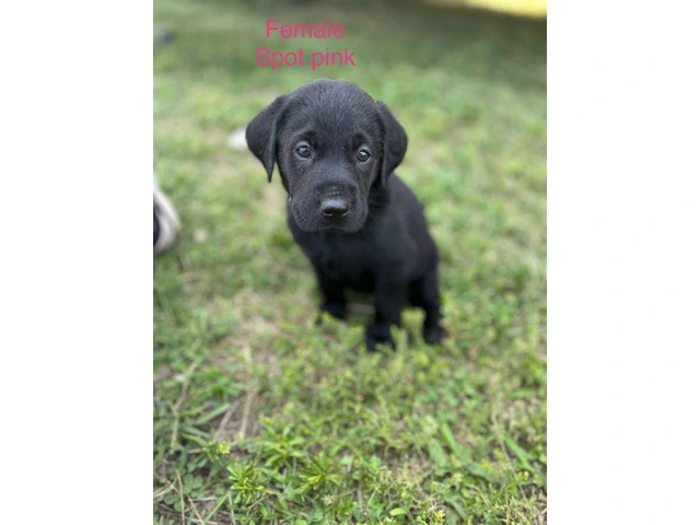 Black Lab Puppies Looking For Homes: Papers, Champion Lineage, and Loving Parents - 3/6