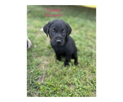 Black Lab Puppies Looking For Homes: Papers, Champion Lineage, and Loving Parents - 3