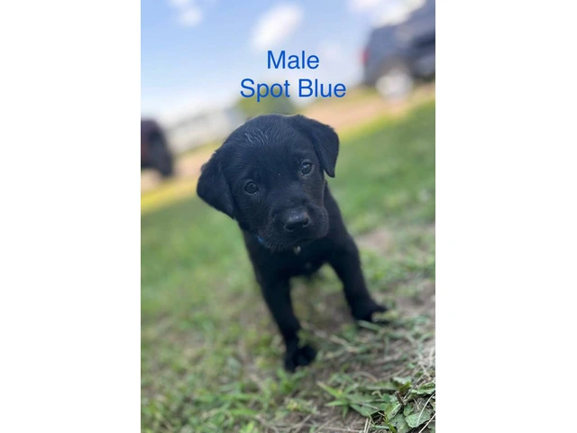 Black Lab Puppies Looking For Homes: Papers, Champion Lineage, and Loving Parents - 4/6
