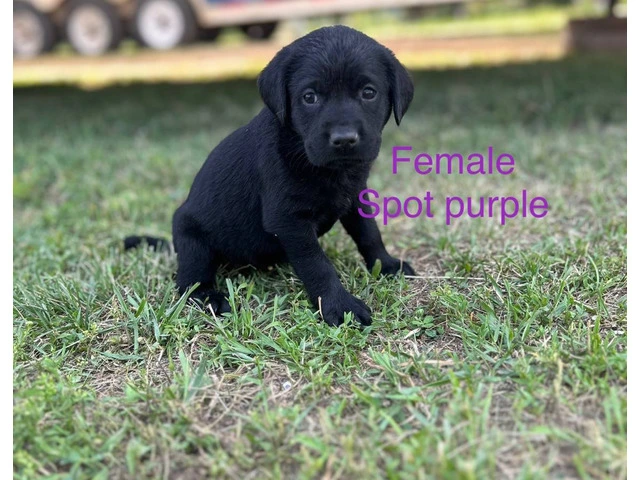 Black Lab Puppies Looking For Homes: Papers, Champion Lineage, and Loving Parents - 5/6