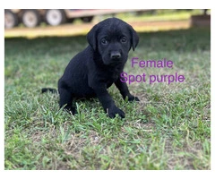 Black Lab Puppies Looking For Homes: Papers, Champion Lineage, and Loving Parents - 5