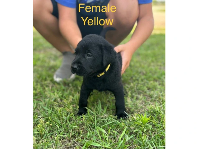 Black Lab Puppies Looking For Homes: Papers, Champion Lineage, and Loving Parents - 6/6