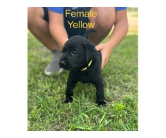 Black Lab Puppies Looking For Homes: Papers, Champion Lineage, and Loving Parents - 6