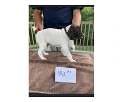 German Shorthaired Puppies with AKC Registration, Excellent Hunting Pedigree