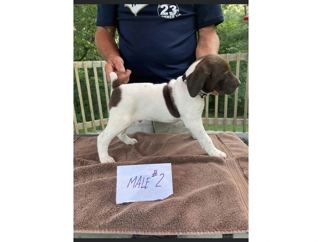 German Shorthaired Puppies with AKC Registration, Excellent Hunting Pedigree - 2/7