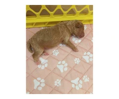 AKC red & apricot miniature poodle puppies