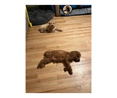 AKC red & apricot miniature poodle puppies - 7