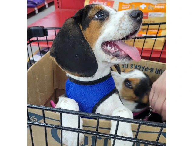 Family Raised Beagle Puppy - 1/14