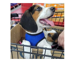 Family Raised Beagle Puppy