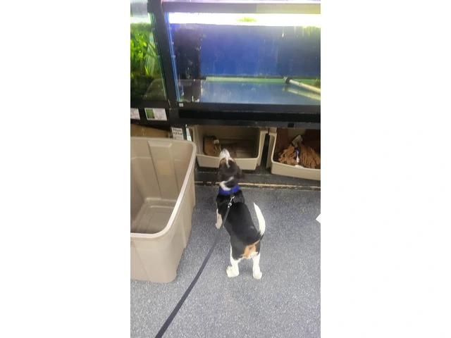 Family Raised Beagle Puppy - 2/14