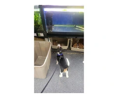 Family Raised Beagle Puppy - 2