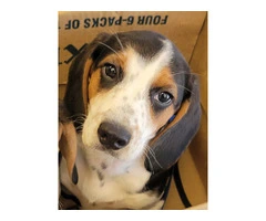 Family Raised Beagle Puppy - 3