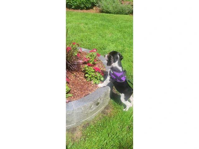Family Raised Beagle Puppy - 5/14