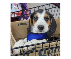 Family Raised Beagle Puppy - 6