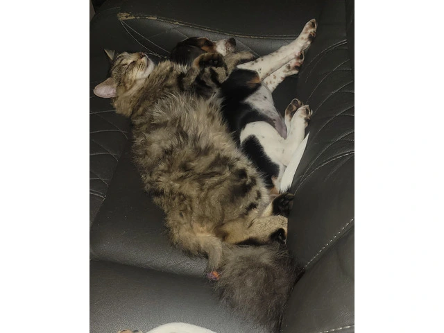 Family Raised Beagle Puppy - 7/14
