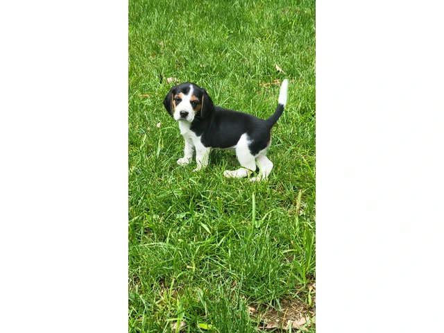 Family Raised Beagle Puppy - 8/14