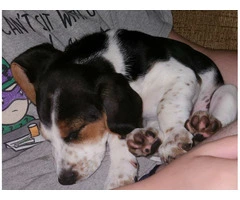 Family Raised Beagle Puppy - 9