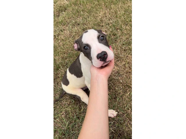 4-month-old male Razor Edge Pitbull puppy - 7/7