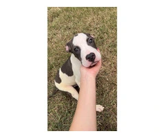 4-month-old male Razor Edge Pitbull puppy - 7