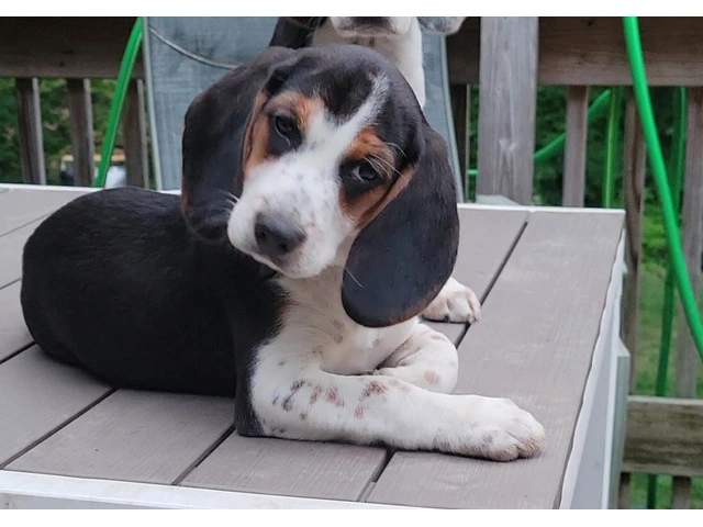 Family Raised Beagle Puppy - 10/14