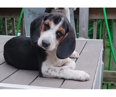 Family Raised Beagle Puppy - 10