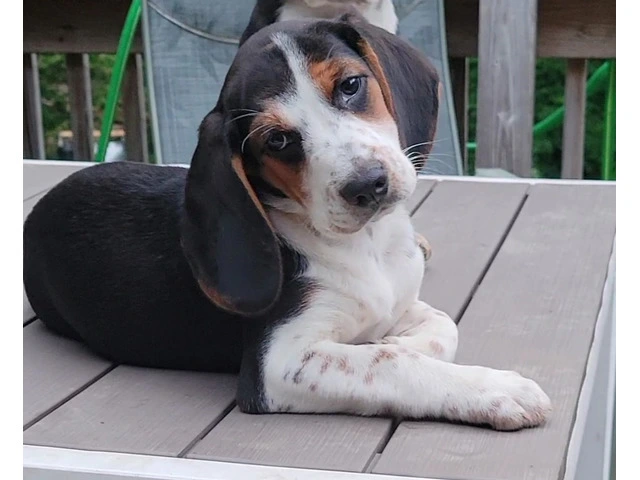 Family Raised Beagle Puppy - 11/14