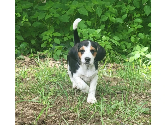 Family Raised Beagle Puppy - 12/14