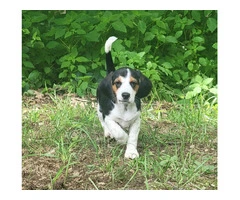 Family Raised Beagle Puppy - 12