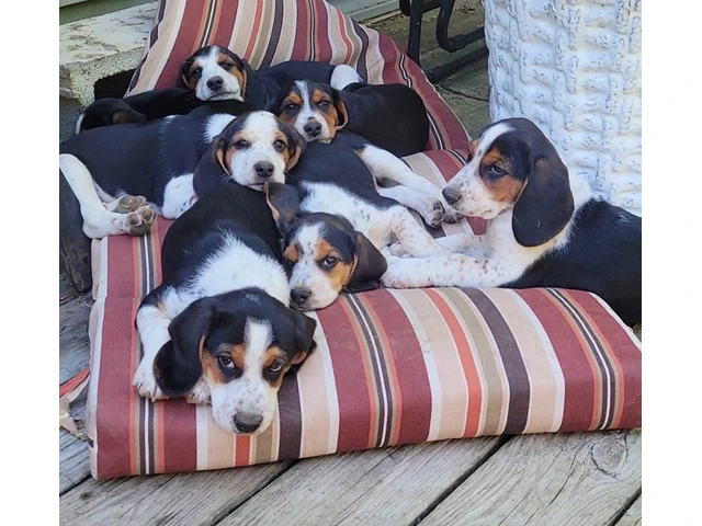 Family Raised Beagle Puppy - 13/14