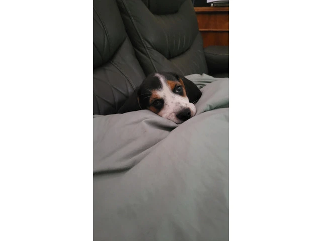 Family Raised Beagle Puppy - 14/14