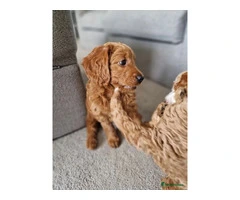 Adorable goldendoodle ready for rehoming - 3