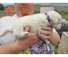Livestock Guardian Puppies Ready for New Pastures - 7